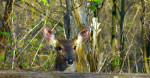 Nieuwsgierige White-tailed Deer